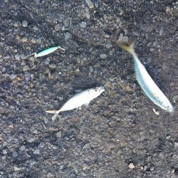 ジグサビキでアジやサバ